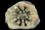 Jurassic Club Urchin (Cidaropsis) - Boulmane, Morocco #116781-4